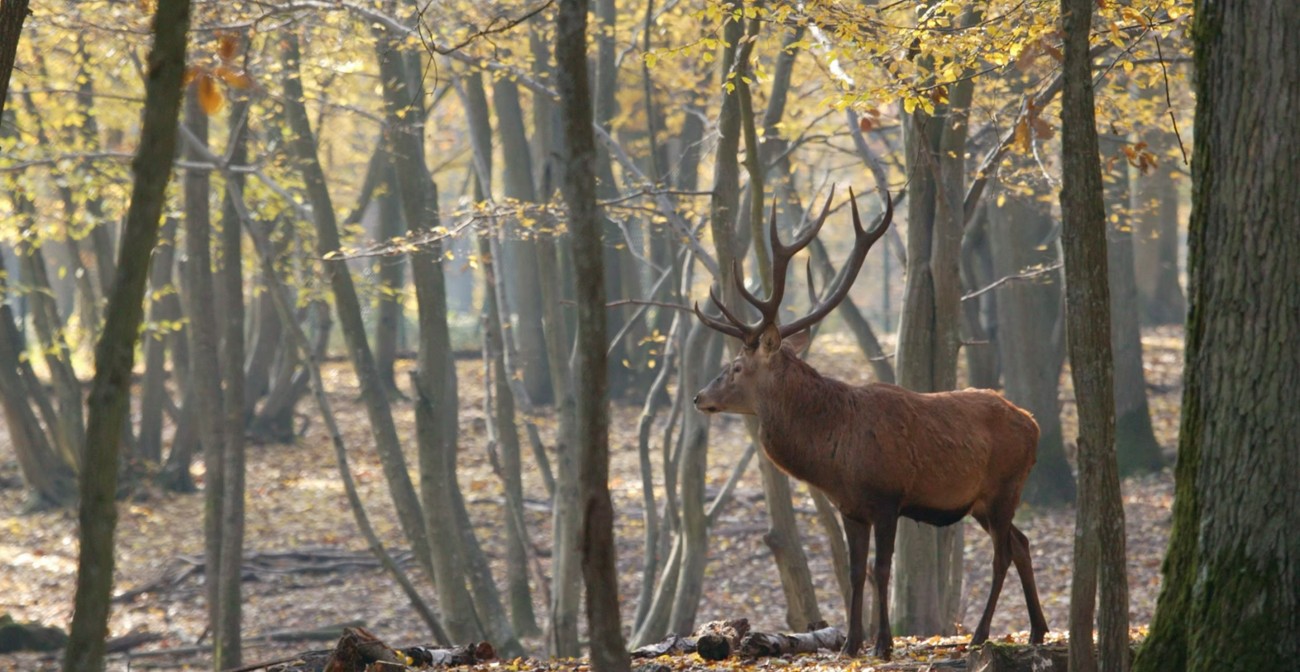 Biches, cerfs, sangliers, à observer à l-espace Rambouillet Une sortie en famille, amateurs de nature