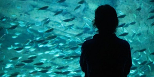 Aquarium de Paris : partez à la découverte des fonds marins avec Simon Super Lapin