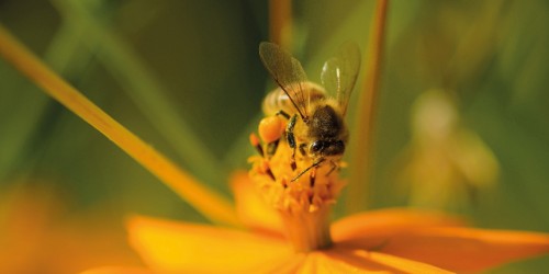 Rencontre avec les insectes pollinisateurs à l’arboretum de Versailles-Chèvreloup