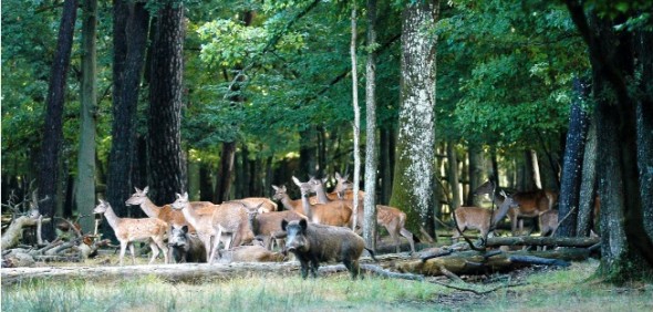 Biches, cerfs, sangliers, à observer à l-espace Rambouillet Une sortie en famille, amateurs de nature