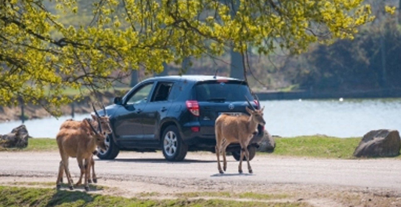 Parc et safari Thoiry