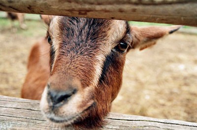 ANNIVERSAIRE Ateliers ludiques autour de la nature et des animaux à la Ferme de Gally