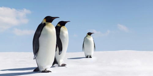 L’arche part à huit heures, des pingouins, des rires et de grandes questions