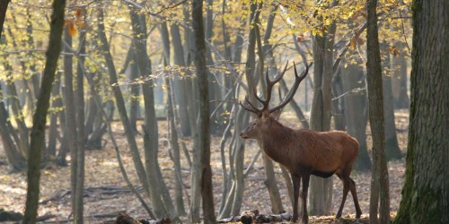 L'Espace Rambouillet, un parc pour découvrir la faune de nos forêts