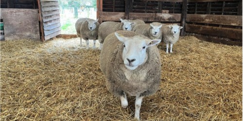 Ferme de Paris, on s'occupe des animaux