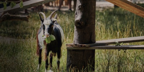 Petite ferme en plein Paris, Little Villette, pour renforcer les liens entre le citadin et l’animal