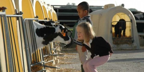 Les visites guidées à la ferme de Viltain, atelier madeleine pour les vacances